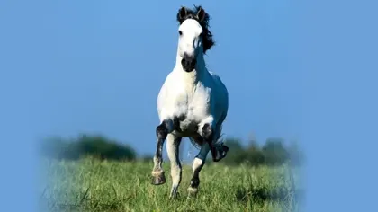 horses 1920x1080 wallpaper Art HD Wallpaper